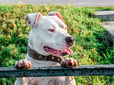 Beyaz köpek pitbull standları arka ayakları üzerinde yayılış gösterirler ve tellerin arkasından görünüyor