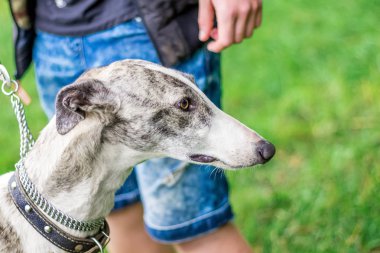 Yürürken efendisinin yakınındaki Greyhound köpek. Greyhound yakın çekim portresi