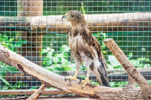 Águila Joven Una Jaula Zoológico Árbol Seco — Foto de Stock
