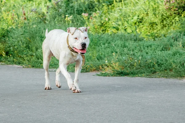 歩きながら道に沿って走っている白ブル犬 — ストック写真