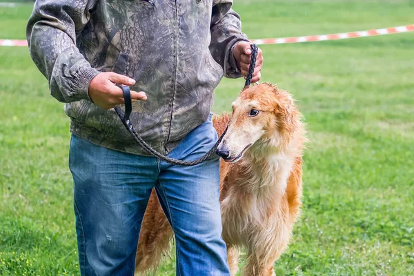 Greyhound dog on a leash near his master at an exhibition of hunting dogs. Portrait of greyhound  close-up