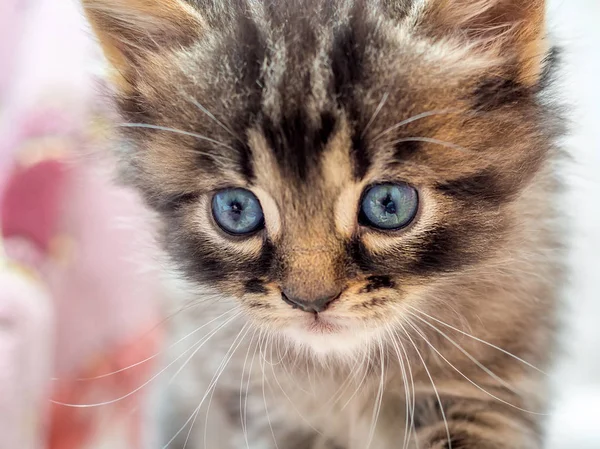 一只小条纹猫的肖像 蓝色眼睛的小猫和集中的神色 — 图库照片