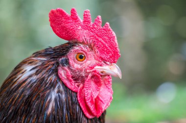 Bulanık arka plan yakın çekim üzerinde kahverengi bir horoz portresi