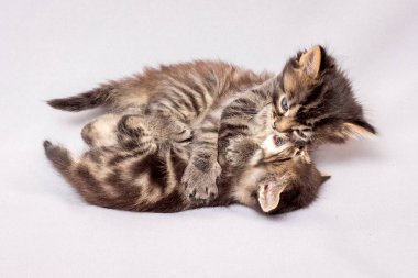 İki huzursuz kedi oynuyorlar. Hafif bir arka plan üzerinde yavru kedi