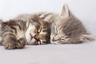 İki yavru kedi uyku, birbirlerine sarılma. Tatlı rüyalar