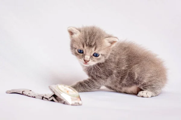 Gato Cinzento Olha Para Relógio Necessário Controlar Tempo Observar Ordem — Fotografia de Stock