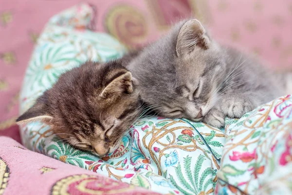 Two Little Kittens Sleep Pillow Bedroom — Stock Photo, Image
