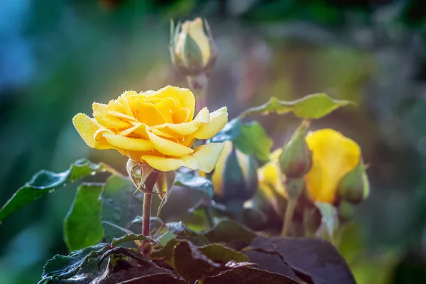 Žlutá Růže Pupeny Rosy Kapky Ráno Rozmazané Pozadí — Stock fotografie
