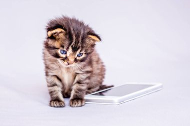 Küçük şeritli bir kedi yavrusu bir cep telefonu görünüyor. Bir arama için bekleniyor