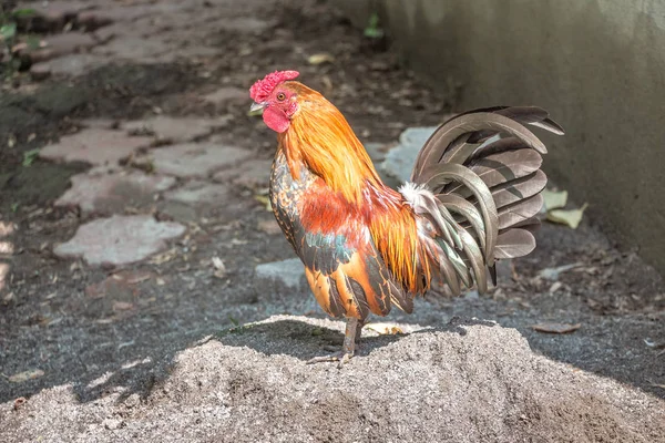 Brown dwarf Cock Bantam at a farm. Breeding of poultry