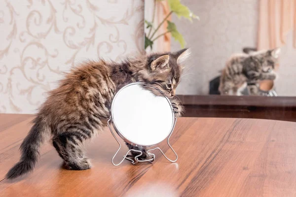 A little striped kitten is played with a mirror. A kitten is displayed in the mirror