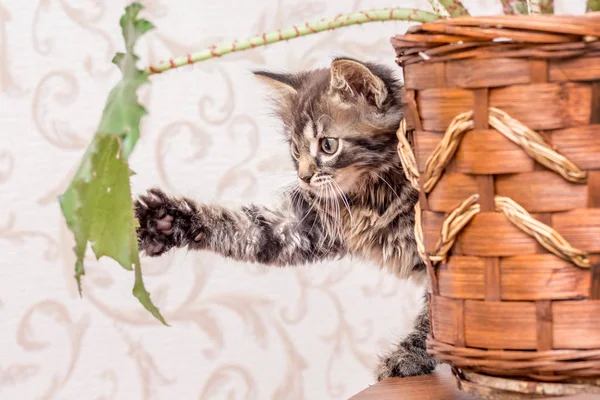 Piccolo Gattino Vivace Giocato Con Una Foglia Piante Interno — Foto Stock