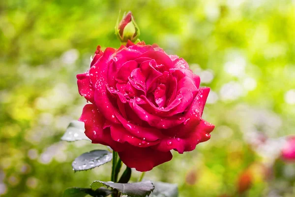 Roze Roos Met Druppels Dauw Een Lichtgroene Onscherpe Achtergrond — Stockfoto