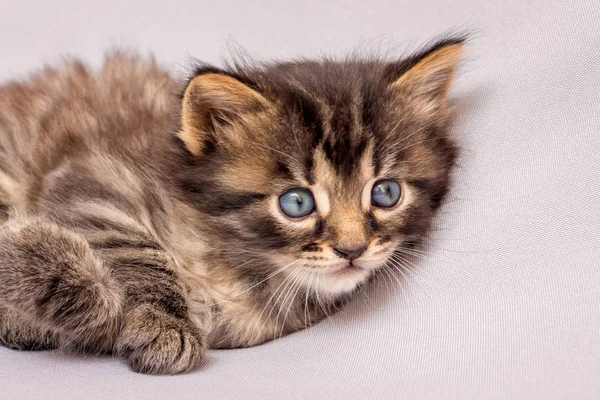 Pequeno Gatinho Listrado Com Olhar Lúdico Interessante — Fotografia de Stock