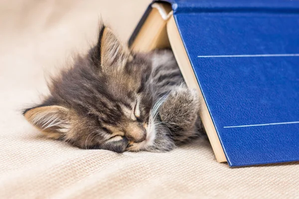 Gatito Duerme Dulcemente Bajo Libro Grueso Descanso Después Escuela — Foto de Stock