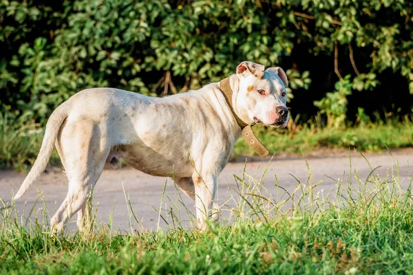 Perro Blanco Cría Pitbull Paseo Cerca Carretera Mañana Verano — Foto de Stock