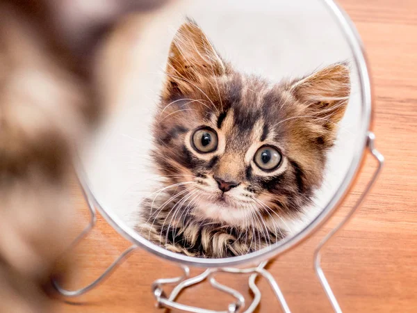 Gatinho Listrado Olha Curiosamente Espelho Redondo — Fotografia de Stock