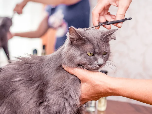 Haircut a  furry cat. Haircut in the beauty salon. Professional hairdressing services