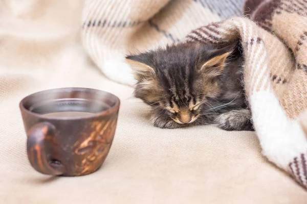 Ένα Φλιτζάνι Ζεστό Καφέ Κοντά Ένα Γατάκι Που Κοιμάται Πρωινός — Φωτογραφία Αρχείου