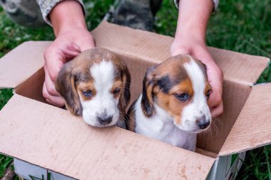 Bir karton kutunun içinde iki safkan yavru bir Estonca tazı. Küçük puppys çocuğu okşadı