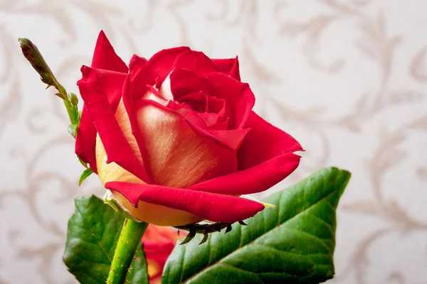 Vermelho Atraente Rosa Uma Sala Contra Fundo Papel Parede — Fotografia de Stock