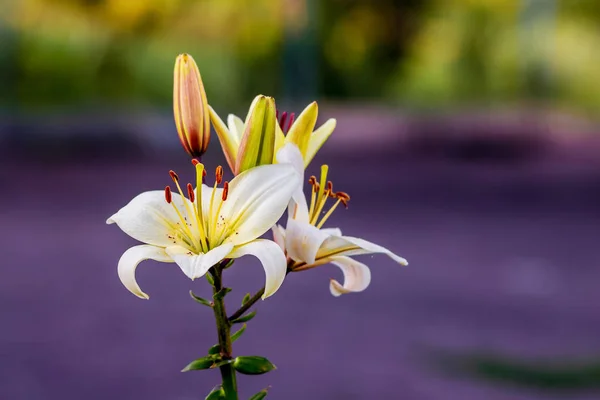 White lilies in the garden on a colorful background