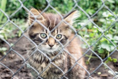 Bir metal mesh çit arkasındaki küçük şeritli yavru kedi. Esaret de kedi