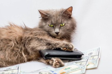 Kedi para ile çevrilidir ve m-cüzdan içinde onun paws tutar. Başarılı bir iş. Alışverişe vakti