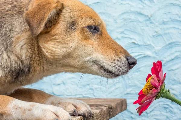 The dog sniffs the red zinnia flower. Dog near the red zinnia. Advertising of flowers, zinnia