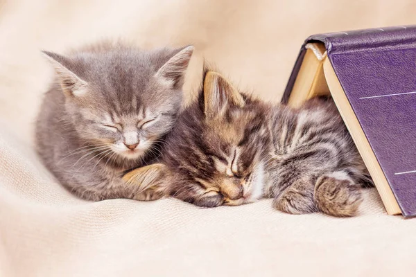 Two kittens sleep well, covered with a book. Break in the teaching for sleep