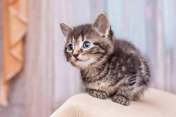 Küçük Yavru Kedi Odada Baktı — Stok fotoğraf