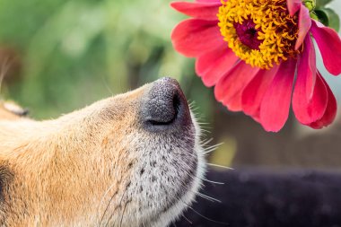 Köpek zinnia pembe çiçek kokluyor. Yakın çekim