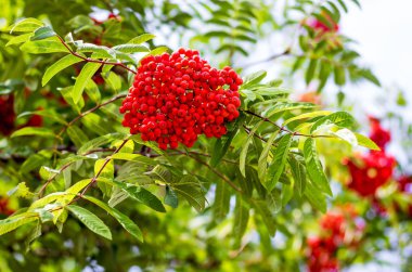 Rowan kırmızı meyveler ile şube. Rowan - tedavisi, vitamin kaynağı için kullanılan bir bitki iyileştirici özellikleri ile
