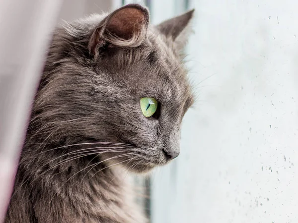 A gray  pure-bred cat looks at the window as it rains. Drops of rain on the window glass