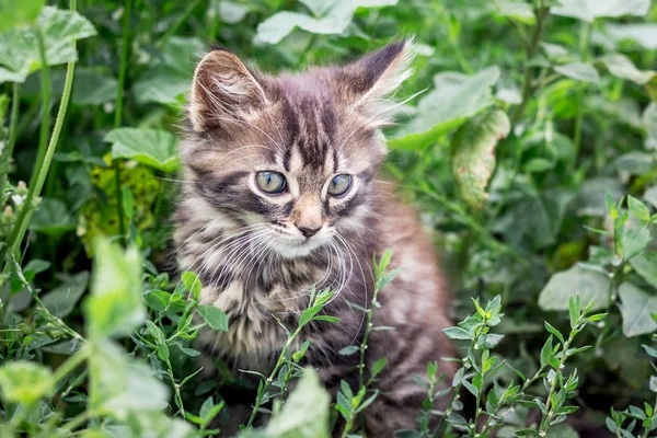 Pequeño Gatito Rayas Sienta Una Hierba Verde Alta — Foto de Stock