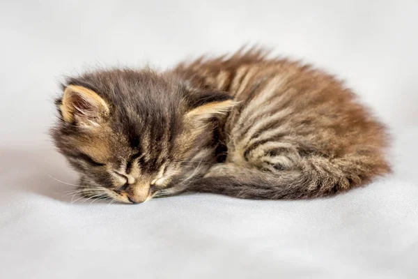 Piccolo Gattino Strisce Che Dorme Lenzuolo Bianco — Foto Stock