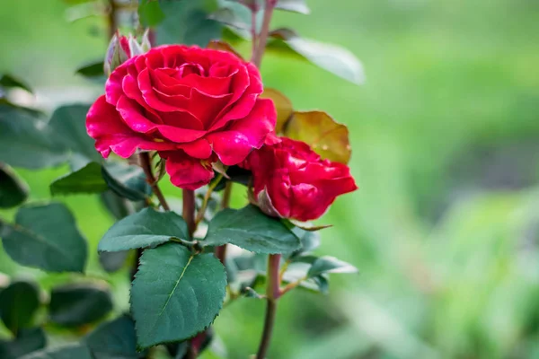Červené Růže Zahradě Zeleném Rozmazané Pozadí — Stock fotografie