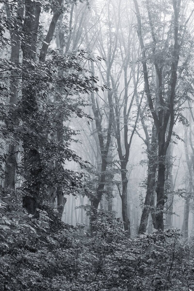 Деревья в лесу в густом утреннем тумане
