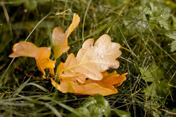 Μαραμένα Φύλλα Της Βελανιδιάς Στο Έδαφος Στο Γρασίδι Φθινοπωρινή Μέρα — Φωτογραφία Αρχείου