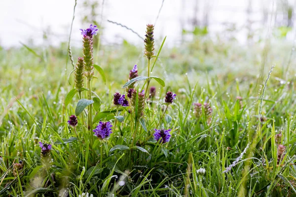 朝露の草と花の森の中で 朝の新鮮さにおいて 牧草地で 森の中での夏の朝 — ストック写真