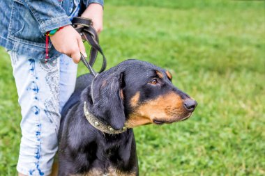 Siyah köpek doğurmak Karpat dağ tazı parkta yürürken sahibi ile