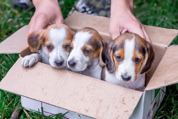 Three Puppies Breed Estonian Hound Cardboard Box Put Sale — Stock Photo, Image