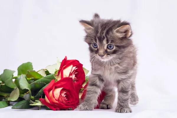 Pequeño Gatito Esponjoso Cerca Ramo Rosas Flores Para Saludos Con — Foto de Stock