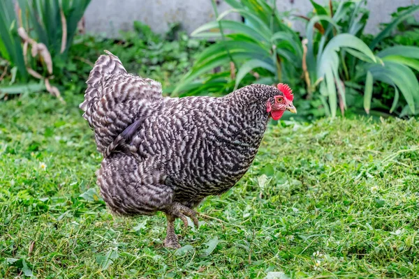 Yeşil bitki örtüsü arasında bahçesinde basacağını tavuk plymutrok