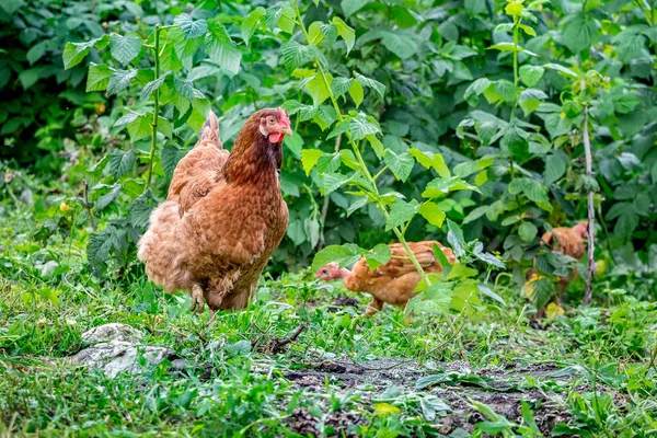 Kahverengi tavuk tavuk ahududu çalılar arasında bahçesinde ile