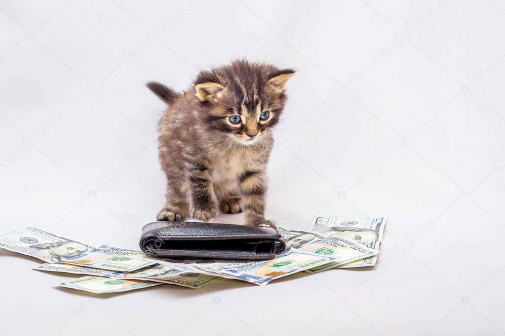 A kitten stands next to a heap of dollars and a purse. Business Profit Counting