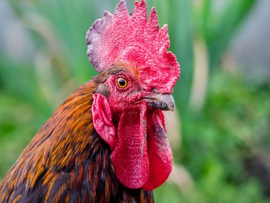 Bahçe yeşil bir arka plan üzerinde kahverengi bir horoz portresi. Yakın çekim