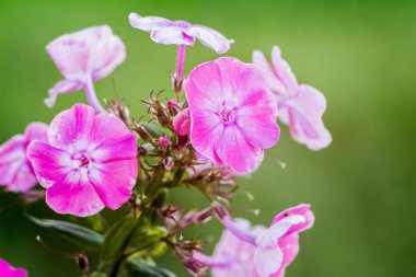 Bir açık yaz günü, arka plan bulanık, yakın çekim bahçesinde pembe phlox