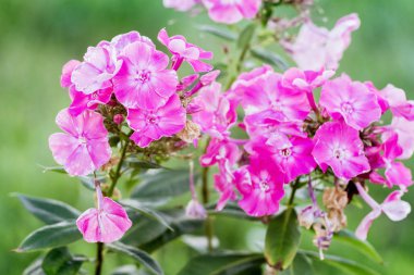 Pembe phlox gün açık yaz bahçede