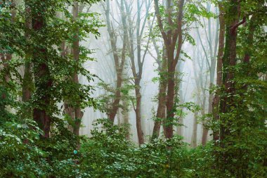 Yoğun sis ormanın içinde. Gizemli atmosferi ormanın içinde. Siste, ağaçlar görülmektedir